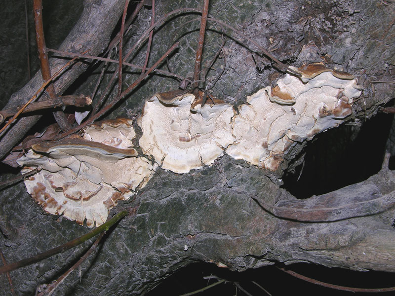 Da determinare  (Bjerkandera fumosa)